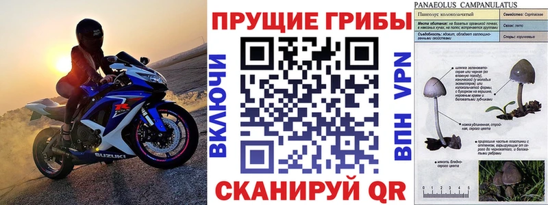 где продают наркотики  кракен как войти  Галлюциногенные грибы мухоморы  Городец 